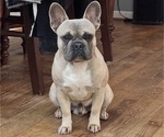 Small Photo #1 French Bulldog Puppy For Sale in TROUTMAN, NC, USA