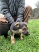 Small Photo #16 German Shepherd Dog Puppy For Sale in MYRTLE CREEK, OR, USA