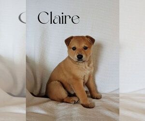 Australian Cattle Dog-Catahoula Leopard Dog Mix Puppy for sale in BARRY, TX, USA