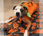 BEAR - Male American Bulldog Dog for Adoption - Small photo