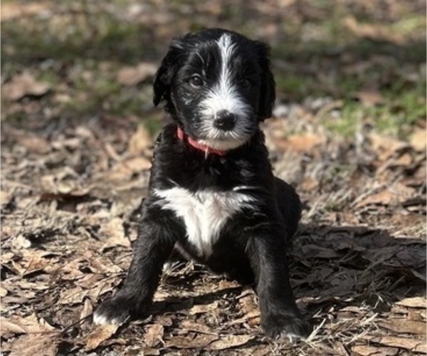 Medium Photo #1 Sheepadoodle Puppy For Sale in MATHISTON, MS, USA