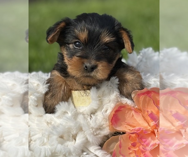 Medium Photo #6 Yorkshire Terrier Puppy For Sale in ROCK STREAM, NY, USA