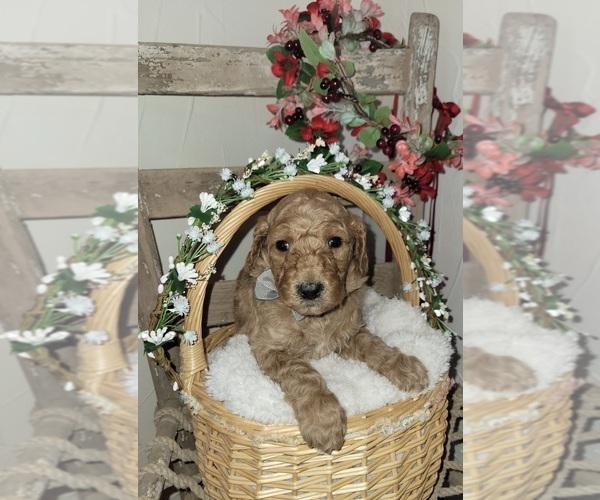 Medium Photo #13 Goldendoodle mix (+ Poodle Standard) Puppy For Sale in JACKSBORO, TX, USA