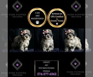 Poodle (Toy) Puppy for sale in WARSAW, IN, USA