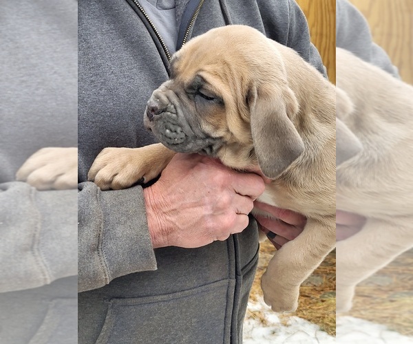 Medium Photo #3 Cane Corso Puppy For Sale in NUNICA, MI, USA