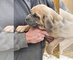 Small #2 Cane Corso