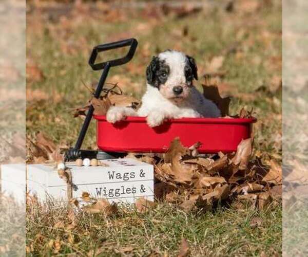 Medium Photo #1 Bernedoodle (Miniature) Puppy For Sale in PRAIRIE VIEW, KS, USA