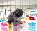Layla - Female Cavapoo (Miniature)-Poodle (Toy) Mix Puppy for Sale - Photo #13