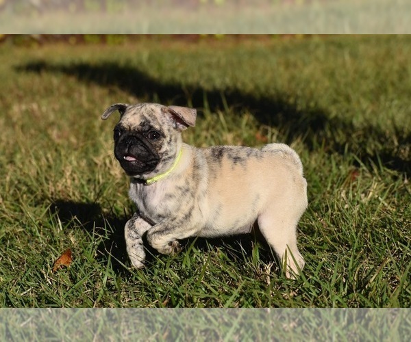 Medium Photo #2 Pug Puppy For Sale in PALM COAST, FL, USA