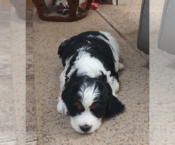 Medium Photo #3 English Springer Spaniel Puppy For Sale in GLEN SAINT MARY, FL, USA