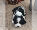 Small #2 English Springer Spaniel