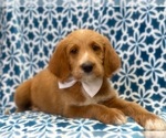 Small Photo #10 Labradoodle Puppy For Sale in LAKELAND, FL, USA