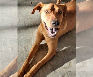 Rhodesian Ridgeback-Vizsla Mix Dogs for adoption in Orange Grove, TX, USA