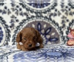 Small Photo #4 Cavapoo Puppy For Sale in LANCASTER, PA, USA