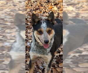 Mutt Dogs for adoption in Elmsford, NY, USA