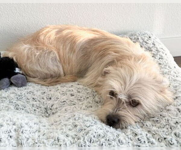Medium Photo #3 Mutt Puppy For Sale in Corona, CA, USA