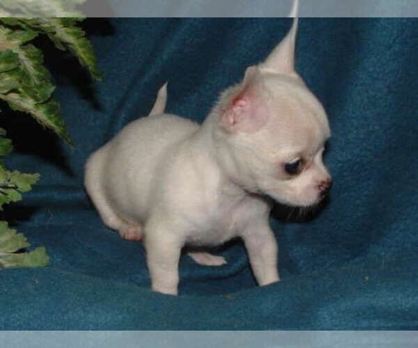 Medium Photo #11 Chihuahua Puppy For Sale in FORT LAUDERDALE, FL, USA