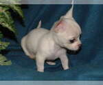 Small #10 Chihuahua