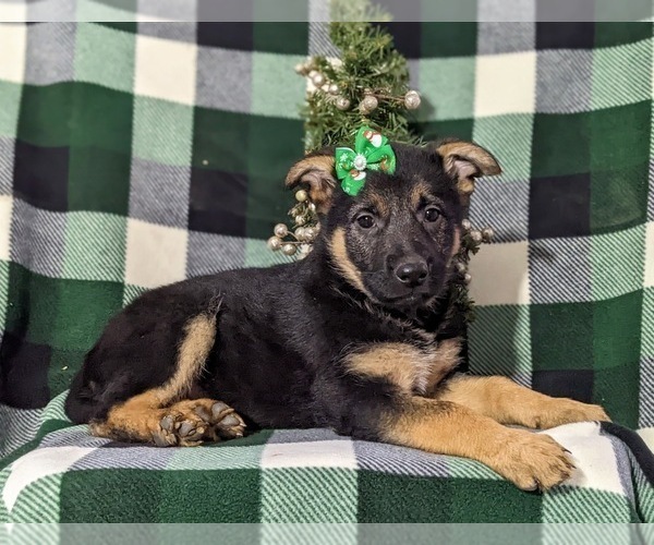 Medium Photo #5 German Shepherd Dog Puppy For Sale in OXFORD, PA, USA