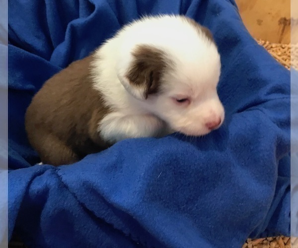 Medium Photo #3 Australian Shepherd Puppy For Sale in VERMONTVILLE, MI, USA