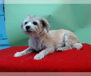 Mutt Dogs for adoption in Downey, CA, USA