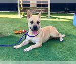 Small #1 American Pit Bull Terrier-German Shepherd Dog Mix
