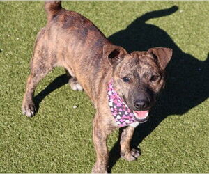 Mutt Dogs for adoption in Rockaway, NJ, USA