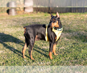 Mother of the German Pinscher puppies born on 12/30/2023