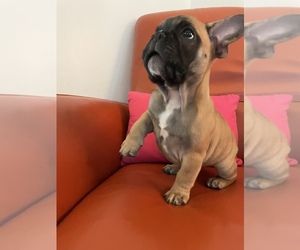 French Bulldog Puppy for sale in VIRGINIA BCH, VA, USA