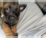 Small Photo #103 Belgian Malinois Puppy For Sale in REESEVILLE, WI, USA