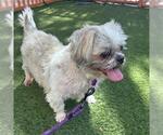 Small Shih Tzu Mix