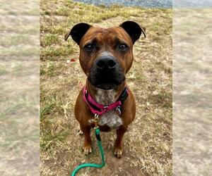 American Pit Bull Terrier-Unknown Mix Dogs for adoption in Waterford, VA, USA