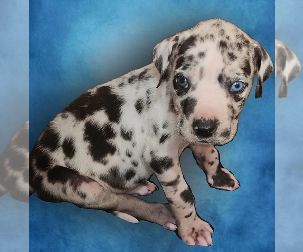 Medium Photo #2 Great Dane Puppy For Sale in HOGANSVILLE, GA, USA