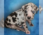 Small #1 Great Dane