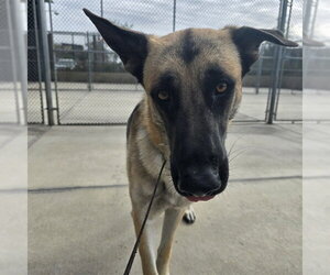 German Shepherd Dog Dogs for adoption in Denver, CO, USA