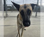 TITUS - Male German Shepherd Dog Dog for Adoption - Small photo