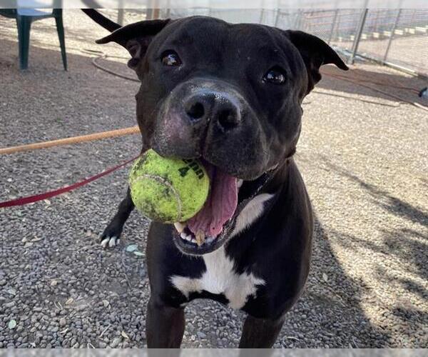 Medium Photo #2 American Pit Bull Terrier-Staffordshire Bull Terrier Mix Puppy For Sale in Chandler, AZ, USA