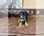 Small Photo #16 Carlin Pinscher Puppy For Sale in COBB, WI, USA