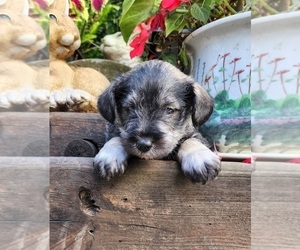 Schnauzer (Miniature) Puppy for sale in TITUSVILLE, PA, USA