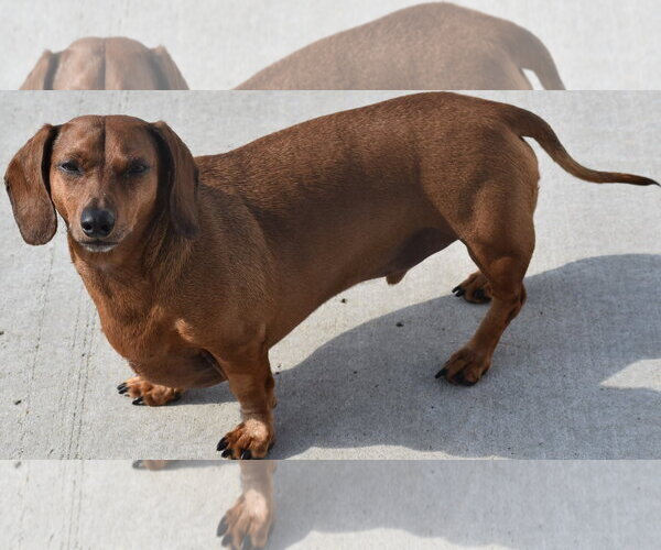 Medium Photo #12 Dachshund Puppy For Sale in Shelbyville, TN, USA