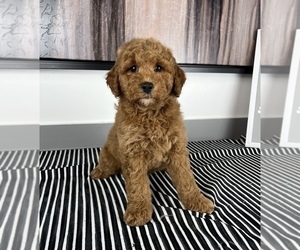 Goldendoodle (Miniature) Puppy for sale in FRANKLIN, IN, USA