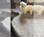 Small Photo #1 Maltipoo (Miniature) Puppy For Sale in VENETA, OR, USA