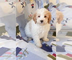 Small #1 Goldendoodle (Miniature)