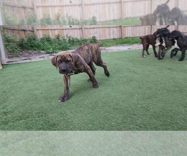 Medium Photo #7 America Bandogge Mastiff Puppy For Sale in JOLIET, IL, USA