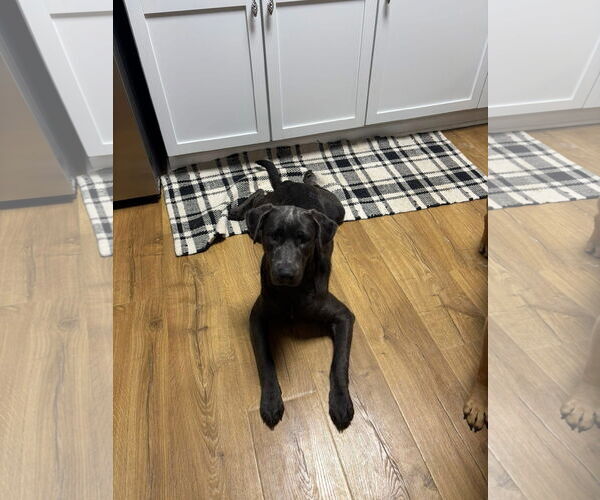 Medium Photo #4 Labmaraner Puppy For Sale in Germantown, OH, USA
