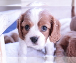 Small #19 Cavalier King Charles Spaniel