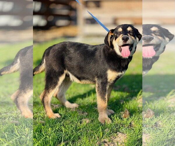 Medium Photo #3 Labrador Retriever-Unknown Mix Puppy For Sale in Ball Ground, GA, USA