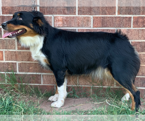 Mother of the Australian Shepherd puppies born on 07/17/2022