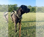 Small #1 Mastiff
