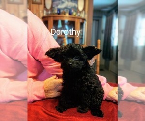 Papillon-Poodle (Toy) Mix Litter for sale in UNADILLA, NY, USA